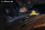 hypostomus pusarum hypostomus pusarum