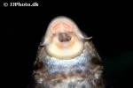 hypostomus pusarum hypostomus pusarum