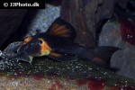 hypostomus pusarum hypostomus pusarum