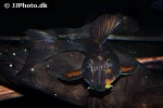 hypostomus pusarum hypostomus pusarum