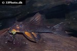 hypostomus pusarum hypostomus pusarum