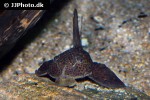hypostomus pusarum hypostomus pusarum