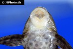hypostomus pusarum hypostomus pusarum