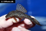 hypostomus pusarum hypostomus pusarum