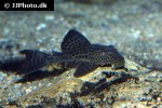 hypostomus pusarum hypostomus pusarum