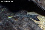 hypostomus pusarum hypostomus pusarum