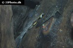 hypostomus pusarum hypostomus pusarum