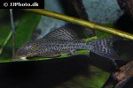 hypostomus pusarum hypostomus pusarum