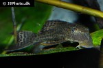 hypostomus pusarum hypostomus pusarum
