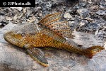 hypostomus pyrineusi hypostomus pyrineusi