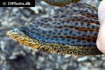 hypostomus pyrineusi hypostomus pyrineusi