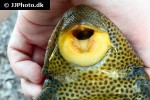 hypostomus pyrineusi hypostomus pyrineusi