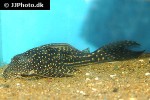 hypostomus regani hypostomus regani