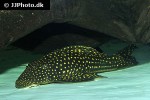 hypostomus regani hypostomus regani