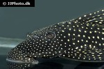 hypostomus regani hypostomus regani