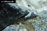 hypostomus sertanejo hypostomus sertanejo