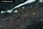 hypostomus sertanejo hypostomus sertanejo