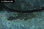hypostomus sertanejo hypostomus sertanejo