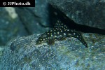 hypostomus sertanejo hypostomus sertanejo