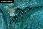 hypostomus sertanejo hypostomus sertanejo