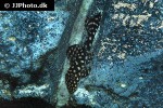 hypostomus sertanejo hypostomus sertanejo
