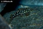 hypostomus sertanejo hypostomus sertanejo