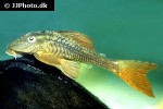 hypostomus soniae hypostomus soniae
