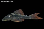 hypostomus soniae hypostomus soniae