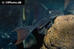 hypostomus soniae hypostomus soniae