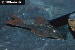 hypostomus soniae hypostomus soniae