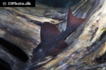 hypostomus soniae hypostomus soniae