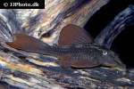hypostomus soniae hypostomus soniae