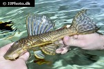 hypostomus species iguazu hypostomus species iguazu