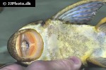hypostomus species iguazu hypostomus species iguazu