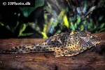 hypostomus species l050 hypostomus species l050