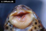 hypostomus species l050 hypostomus species l050