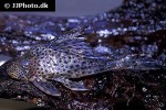 hypostomus species l050 hypostomus species l050