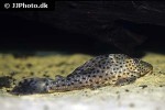 hypostomus species l050 hypostomus species l050