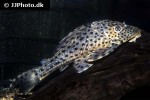 hypostomus species l050 hypostomus species l050