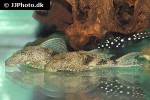 hypostomus species l087 hypostomus species l087