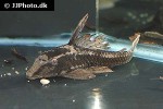 hypostomus species l139 hypostomus species l139