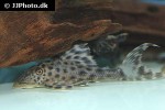 hypostomus species l227 hypostomus species l227
