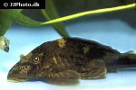 hypostomus species l229 hypostomus species l229