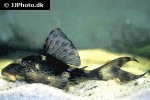 hypostomus species l229 hypostomus species l229