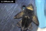 hypostomus species l229 hypostomus species l229