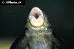 hypostomus species l229 hypostomus species l229
