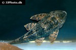 hypostomus species l231 hypostomus species l231