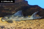 hypostomus species l246 hypostomus species l246