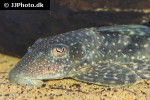 hypostomus species l246 hypostomus species l246