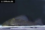 hypostomus species l286 hypostomus species l286